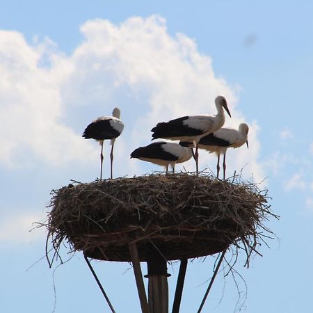 Am Storchennest Apartman Damnatz Kültér fotó